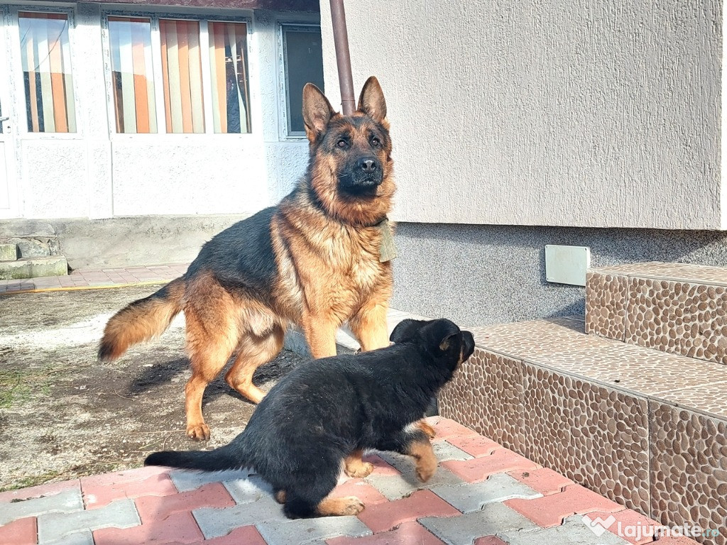 Pui Ciobanesc German