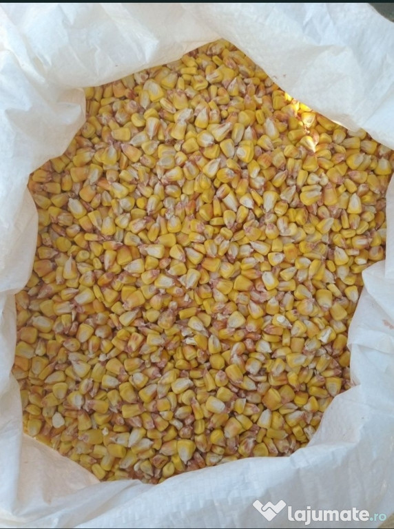 Vand porumb boabe 2025