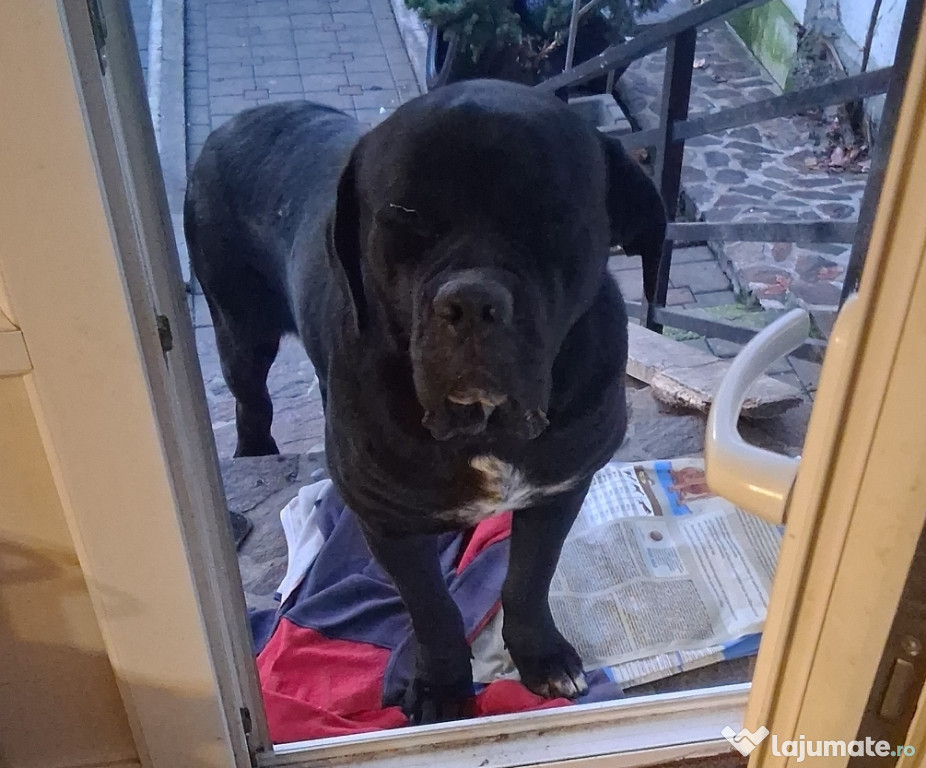 Pui cane corso 8 saptamani