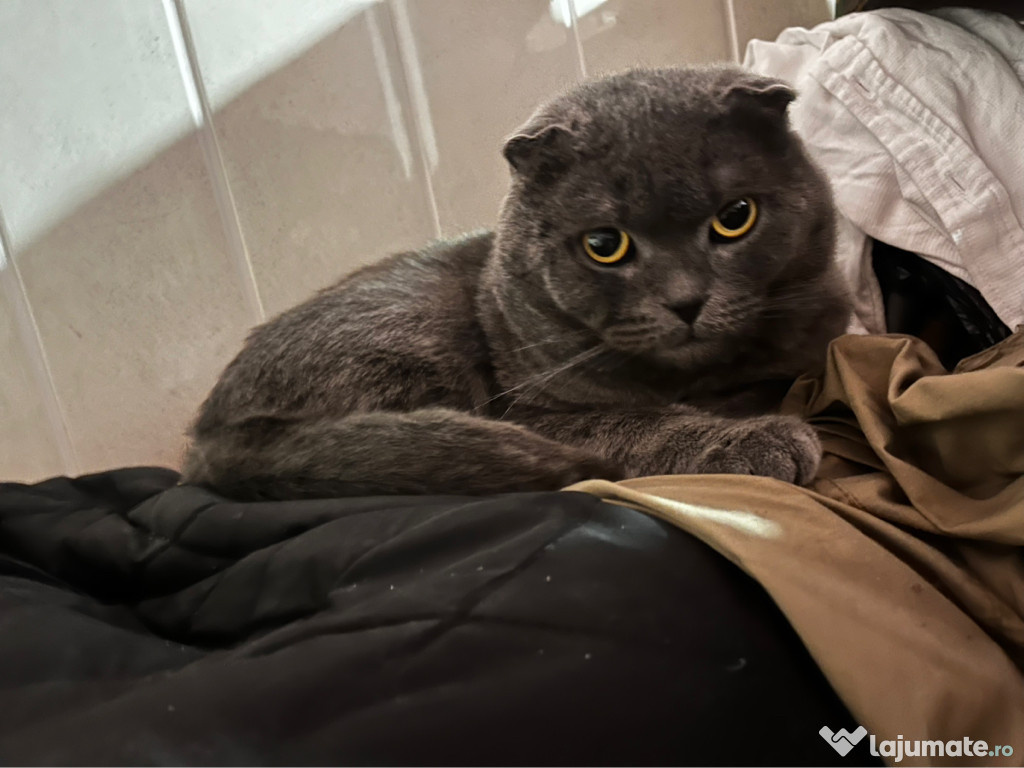 Pisici Scottish fold gratuit