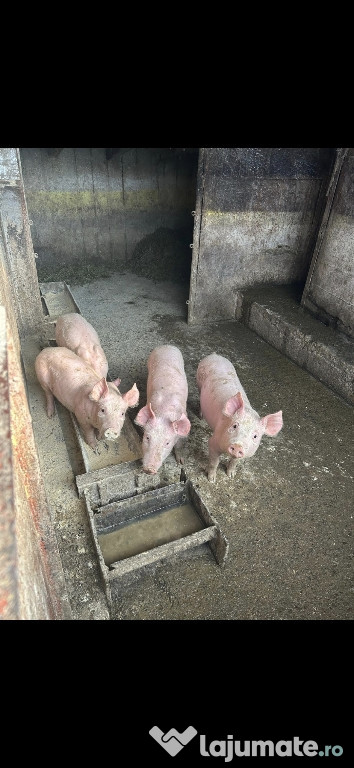 Porci rasa marele alb