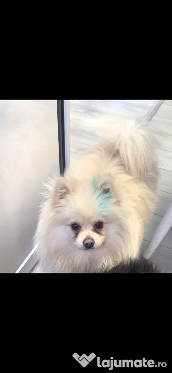 Pomeranian mascul alb crem