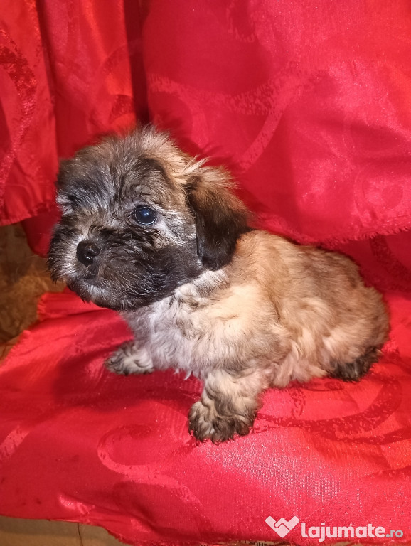 Vând pui bichon maltez