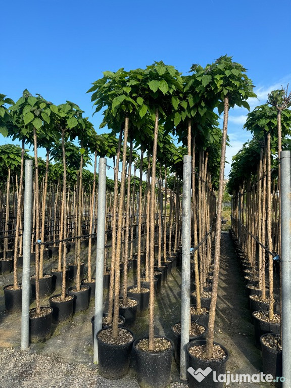 CATALPE BIGNONIDES INALTIME 3 MT
