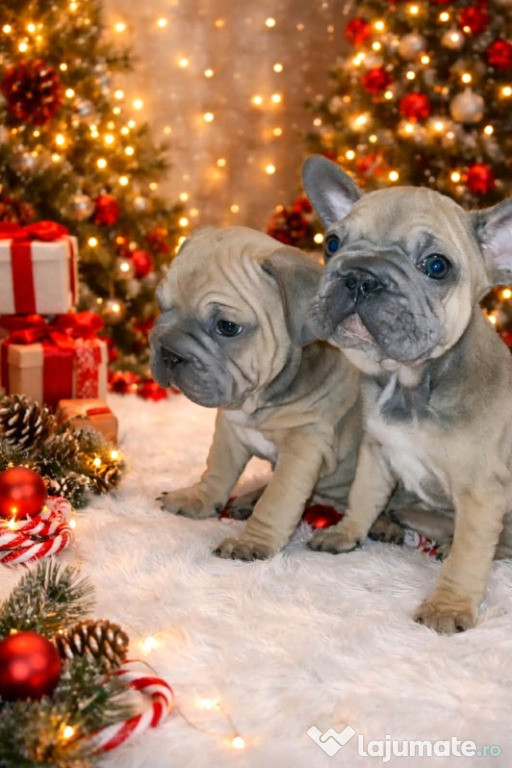 Bulldog francez – pui frumoși