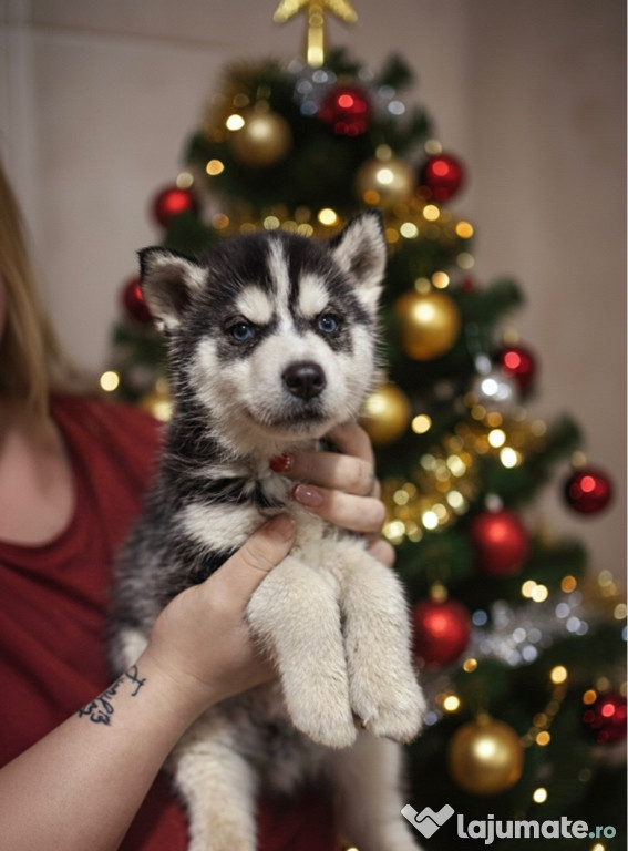 Husky siberian baietel