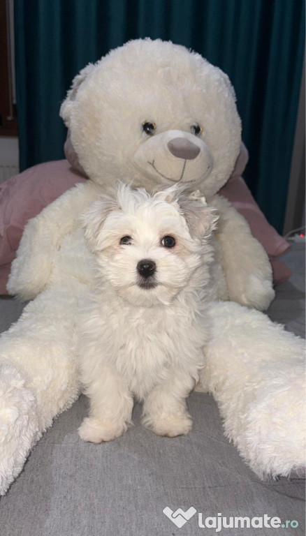 Bichon , fetița , este cuminte