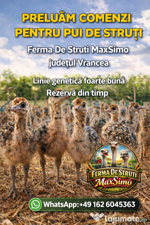 Preluăm comenzi pentru anul 2026 pentru pui de struț.