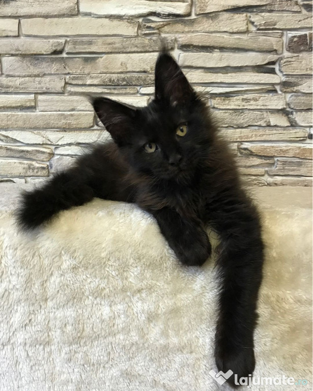 Maine coon băieței și fetițe