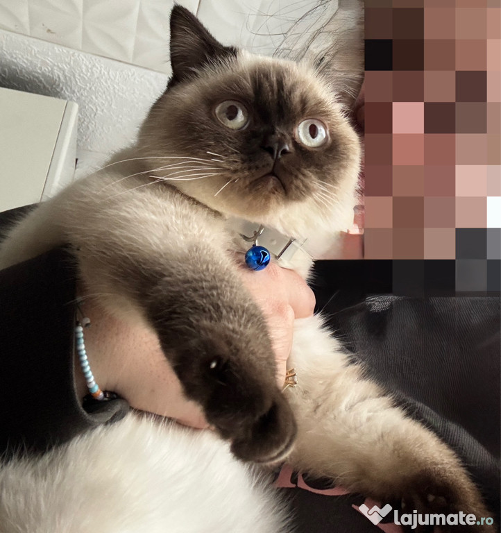 Motănel scottish straight