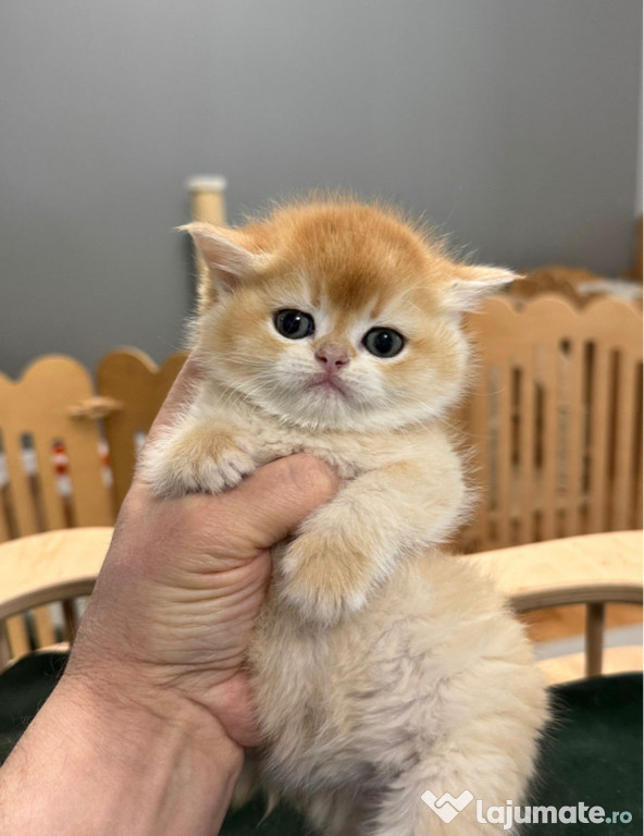 British shorthair shinshila gold