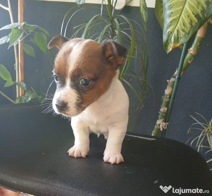 Jack Russell Terierr