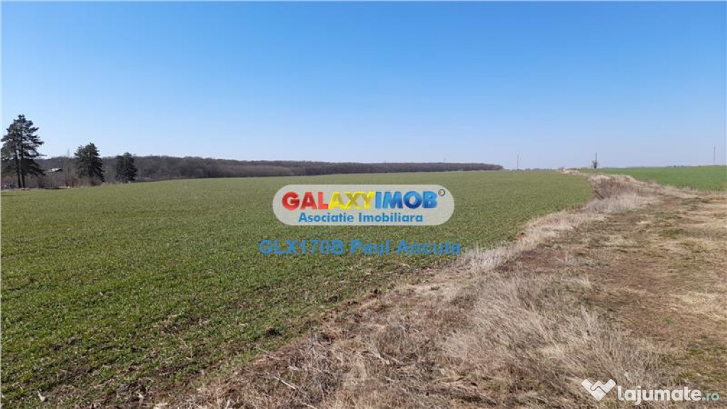 Teren Saftica 39300 mp latura Lac si Padure apropiere DN1
