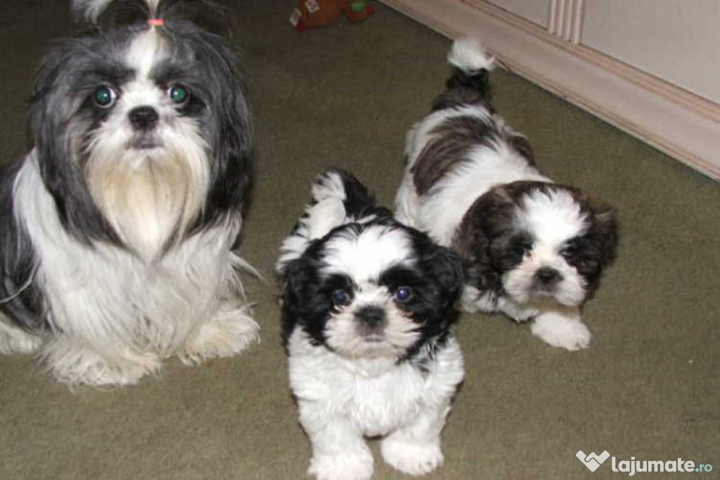 Shih tzu 2 luni vaccinat