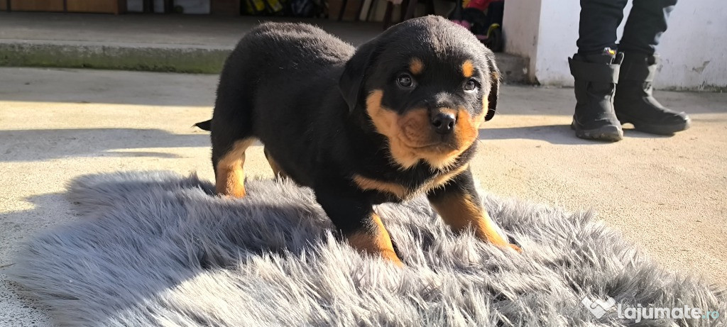 Cățel Rottweiler