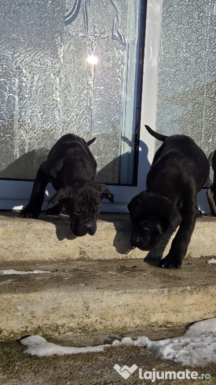 Căței cane corso