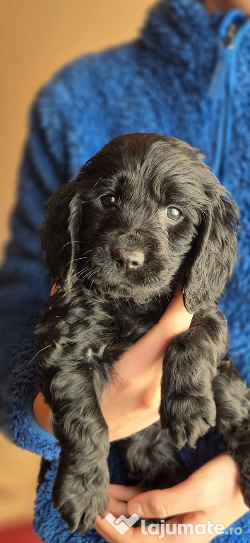 Puiuți Cocker Spaniel
