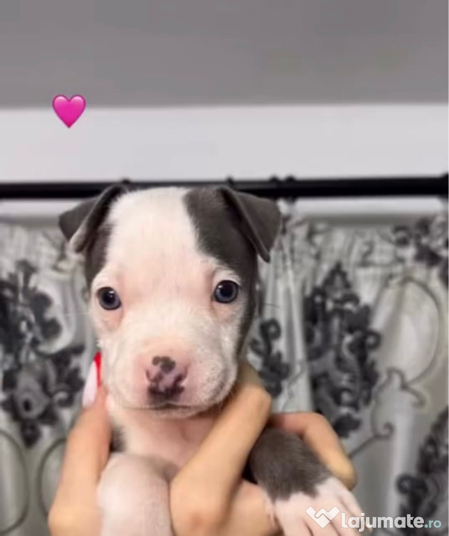 Pui Amstaff, rasa pura