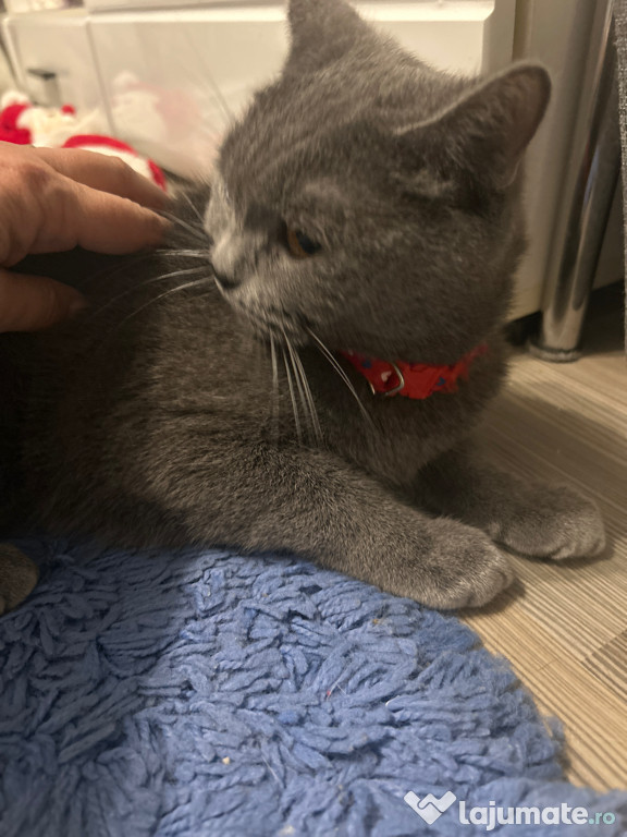 Pisica british shorthair