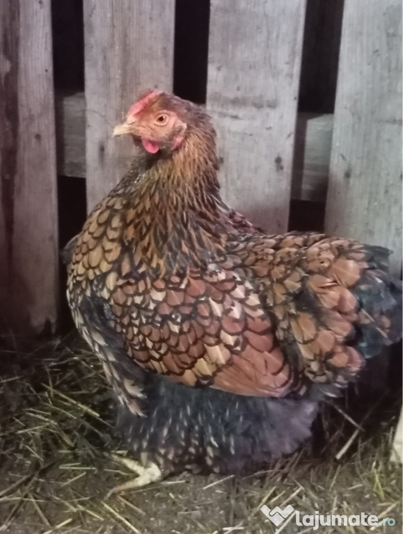 Găini Wyandotte GSG