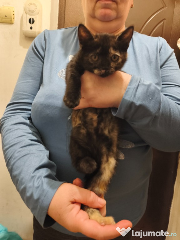 Pui de pisica deosebita isi cauta gazda