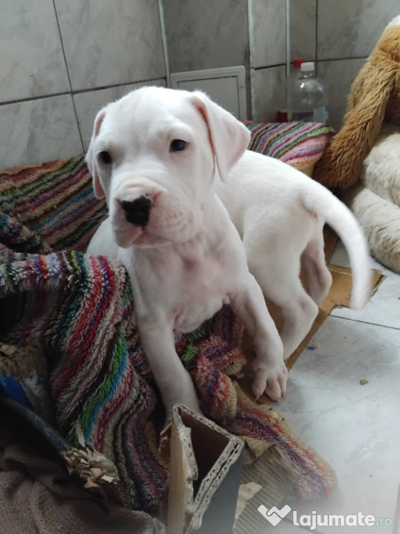 Vând pui Dog Argentinian