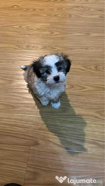 Vând Bichon, foarte jucăușă și se atașează repede.