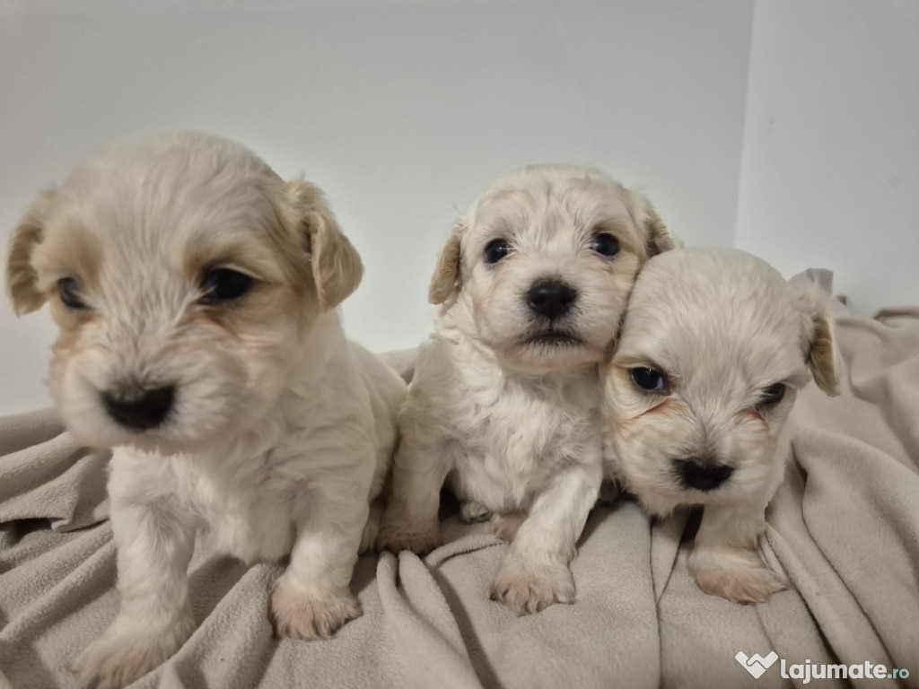 Pui de bichon frise combinati cu o rasa bej