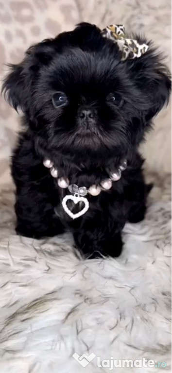 Shih tzu mini toy