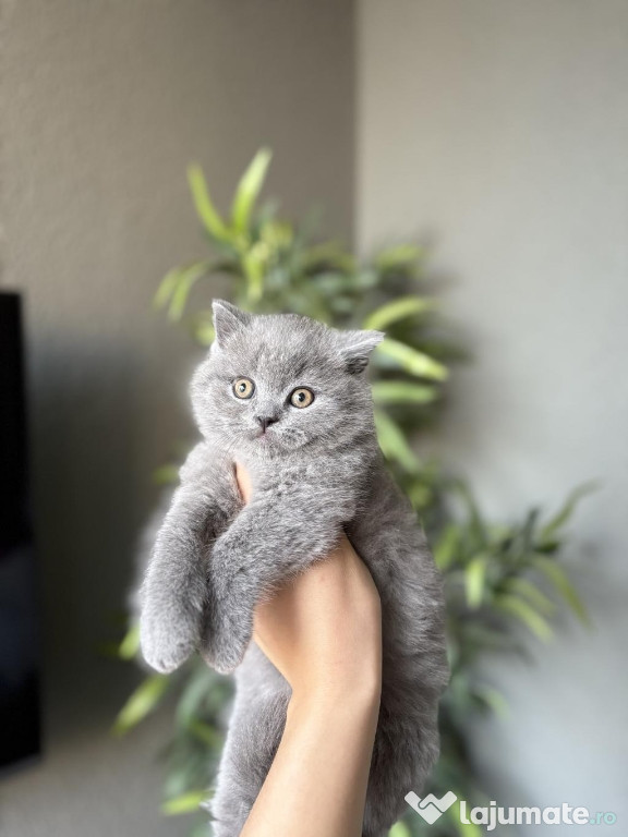 British shorthair puiuți