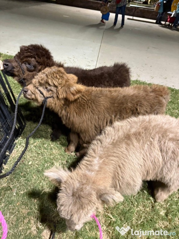 Buy mini highland cow miniature cattle for sale buy mini cattle