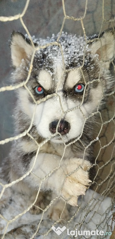 Husky Siberian pentru detalii în privat