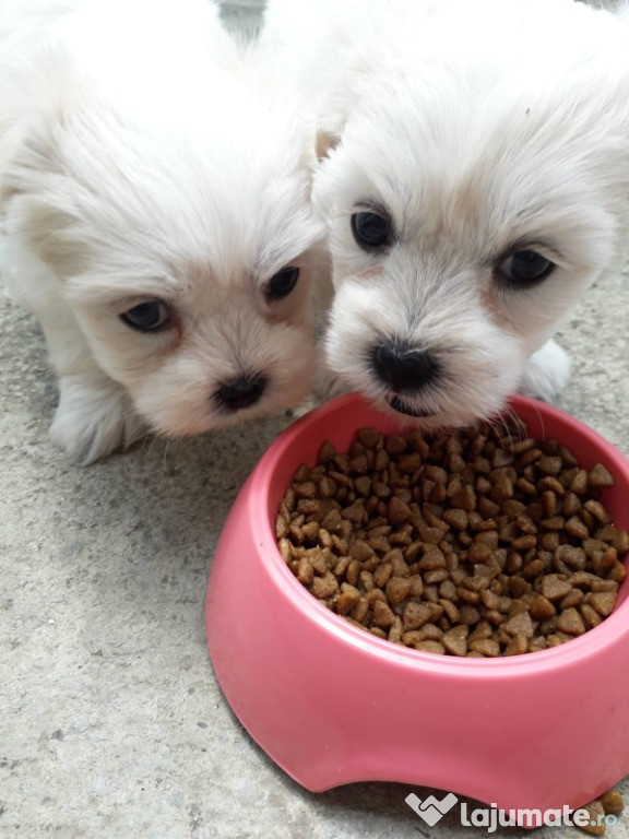 Bichon maltez talie mica