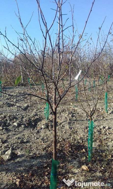 Pomi fructiferi la balot varsta 3-4 ani