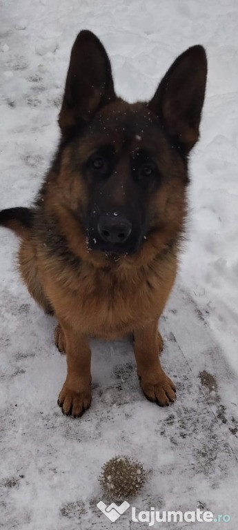 Ciobanesc german - 9 luni