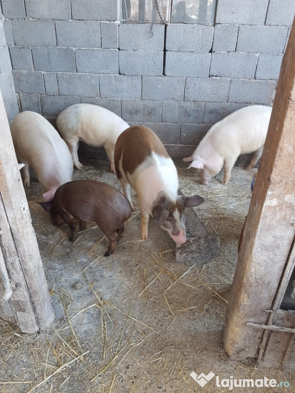 Vand porci foarte frumosi si mancaciosi