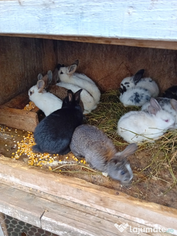 Vând iepuri 11 bucati la 200 delei