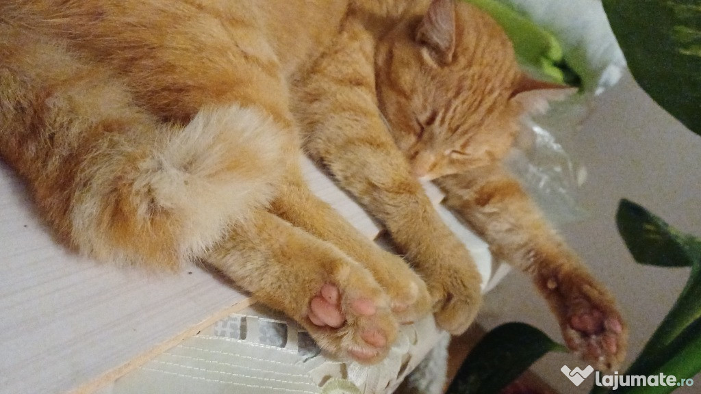 Gratuit motanel spre adoptie