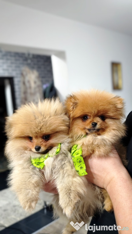 Pomeranian Mini Teddy maro