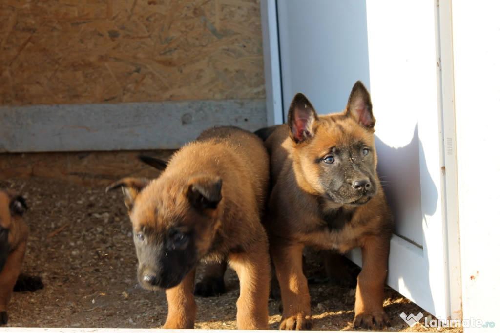 Pui Ciobanesc Belgian Malinois