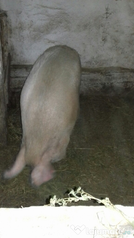 Porc gras