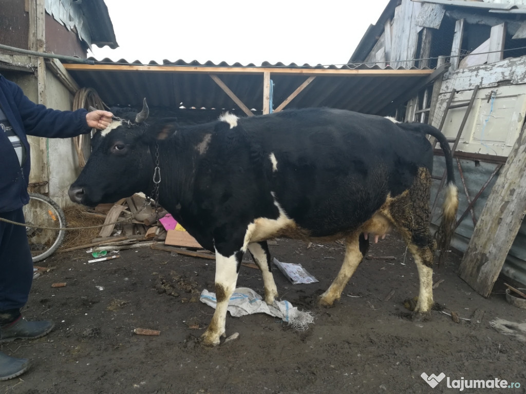 Vaca, Vițel + Cal