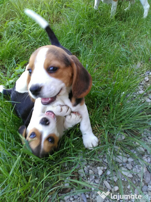 Catei beagle