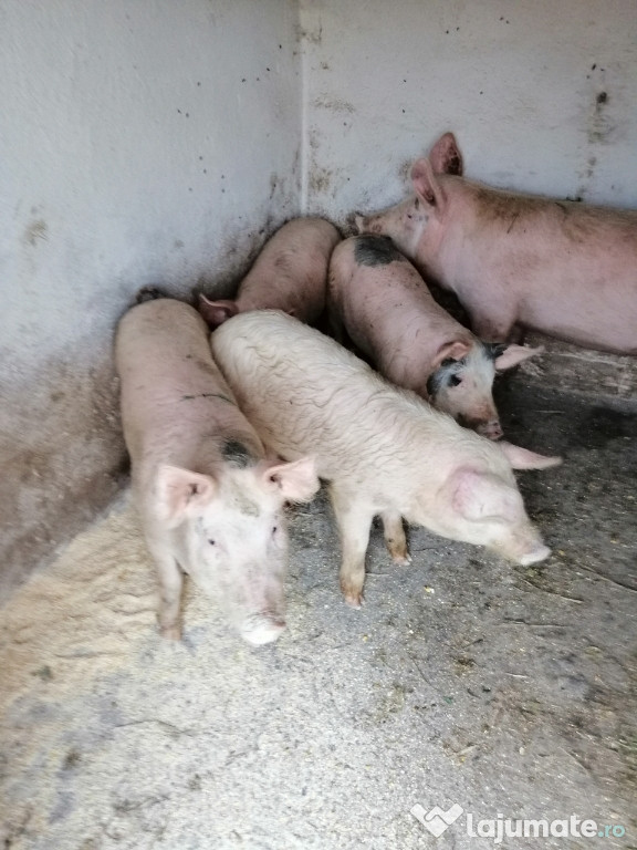 Porci Grasuni 40, 45 kg