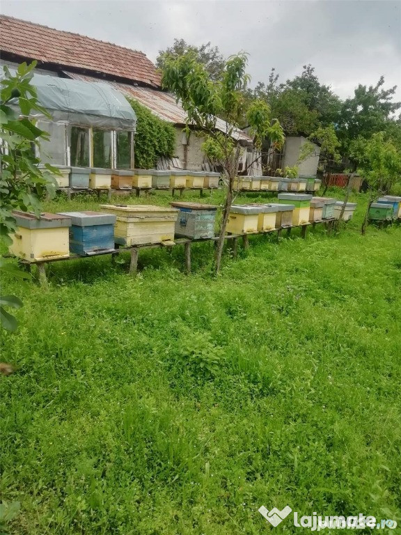 Roiuri naturale de albine, familii de albine