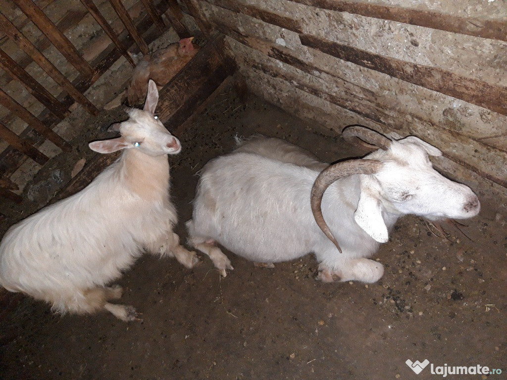 3 capre și 4 iezi (femele)