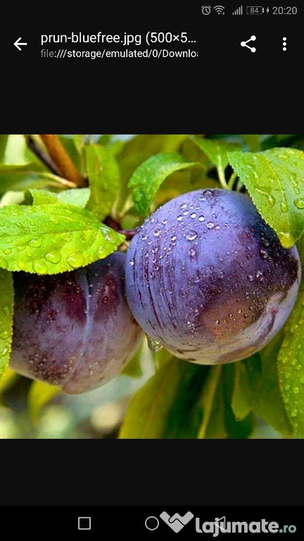 Palinca de prune