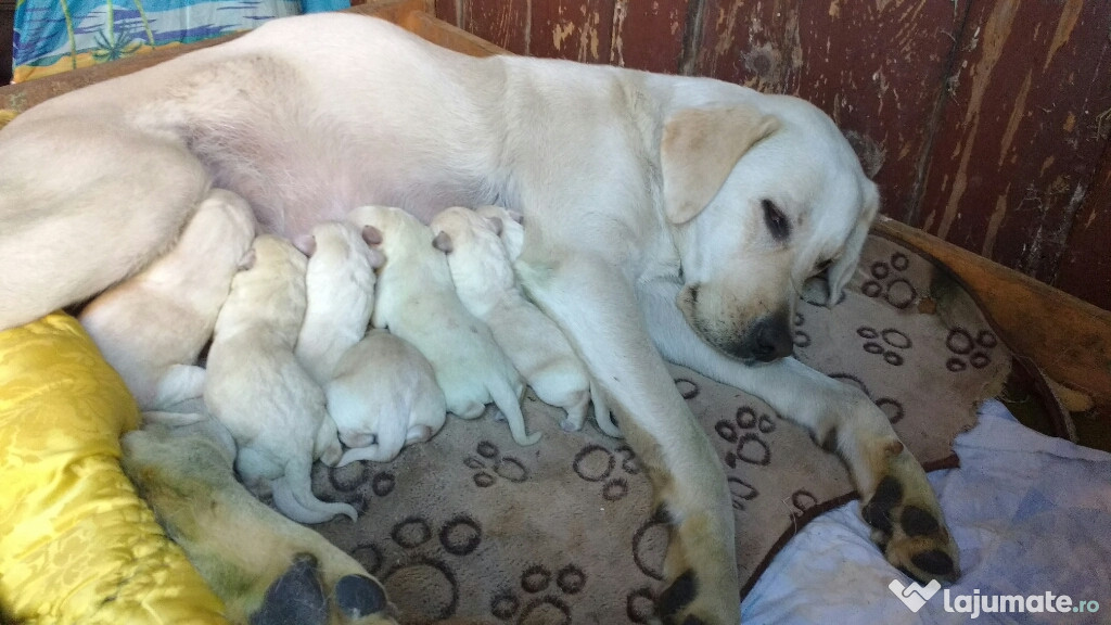 Labrador retriever pui