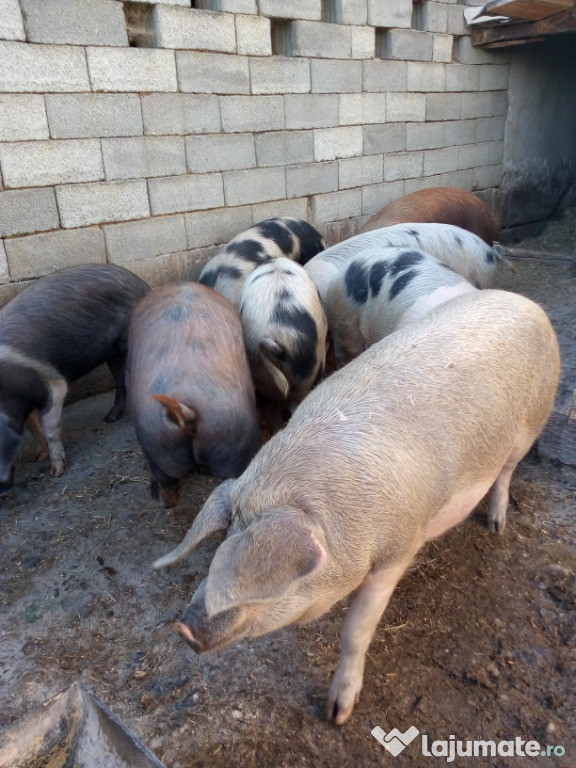 Porci de taiat pentru craciun