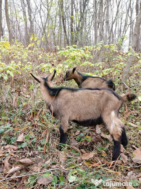 Țap Alpin Francez